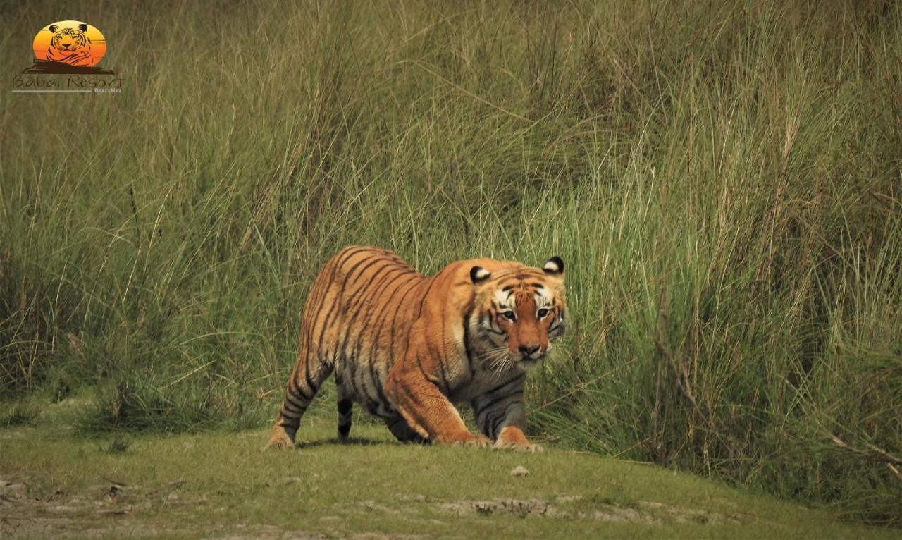Babai Resort Pvt Ltd Bardiya Zewnętrze zdjęcie