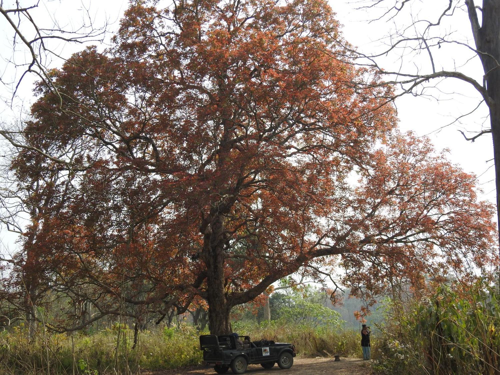 Babai Resort Pvt Ltd Bardiya Zewnętrze zdjęcie
