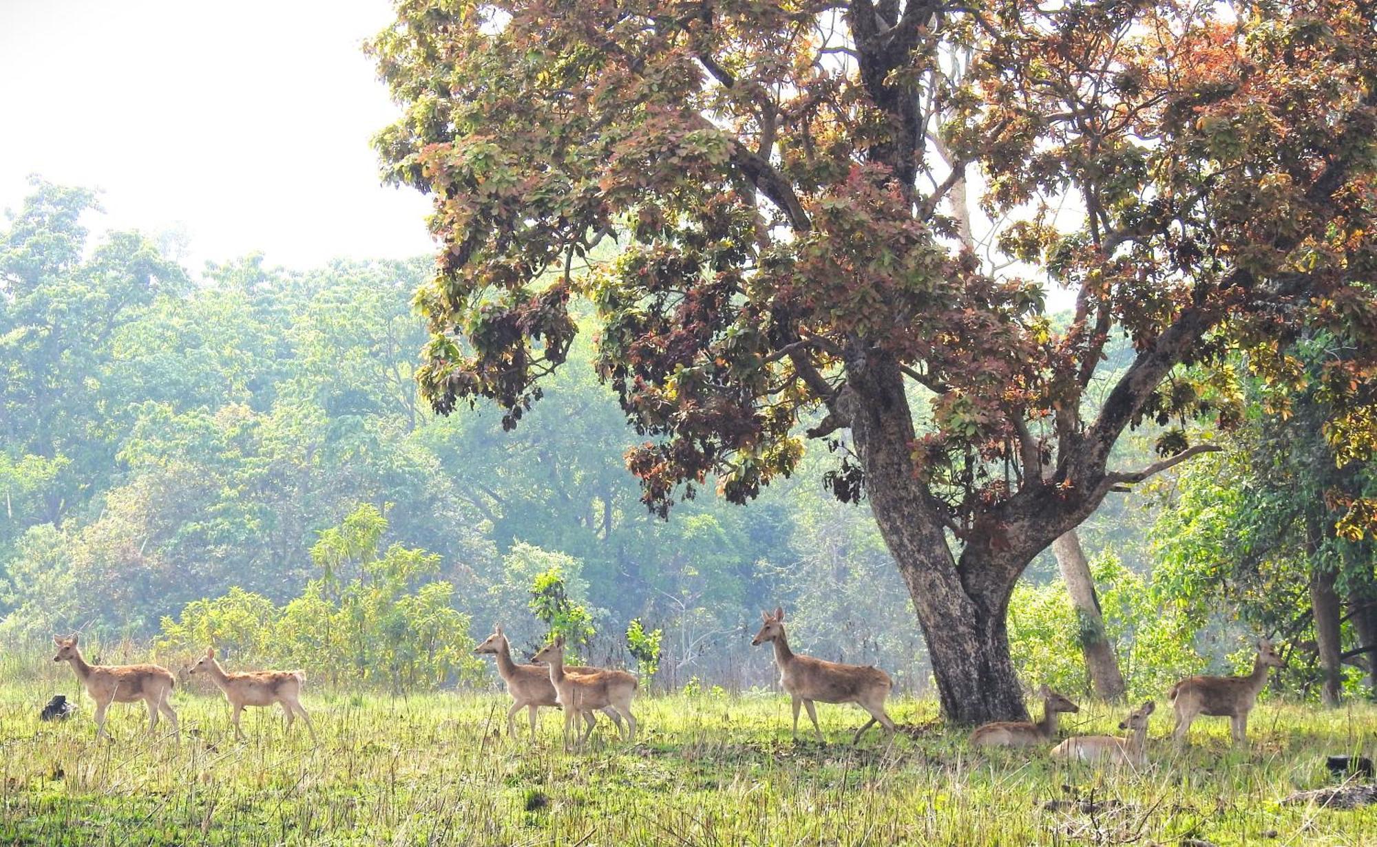 Babai Resort Pvt Ltd Bardiya Zewnętrze zdjęcie